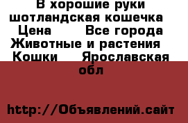 В хорошие руки шотландская кошечка › Цена ­ 7 - Все города Животные и растения » Кошки   . Ярославская обл.